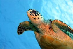 Cozumel turtle and me take a swim by Clint Tackitt 